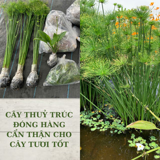 Cây thuỷ trúc thái trông chậu cây cảnh, bán cạn