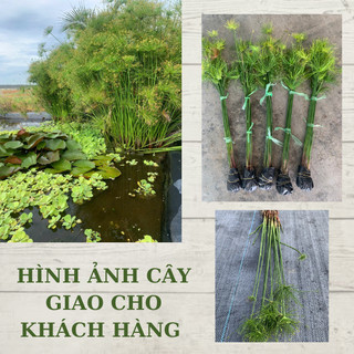 Cây thuỷ trúc thái trông chậu cây cảnh, bán cạn