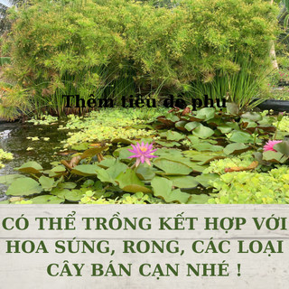 Cây thuỷ trúc thái trông chậu cây cảnh, bán cạn