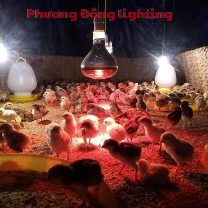 Bóng Đèn Hồng Ngoại Dành Cho Sưởi Ấm Gà, Vịt, Heo 45W 75W 100W 150W 175W 200W 250W