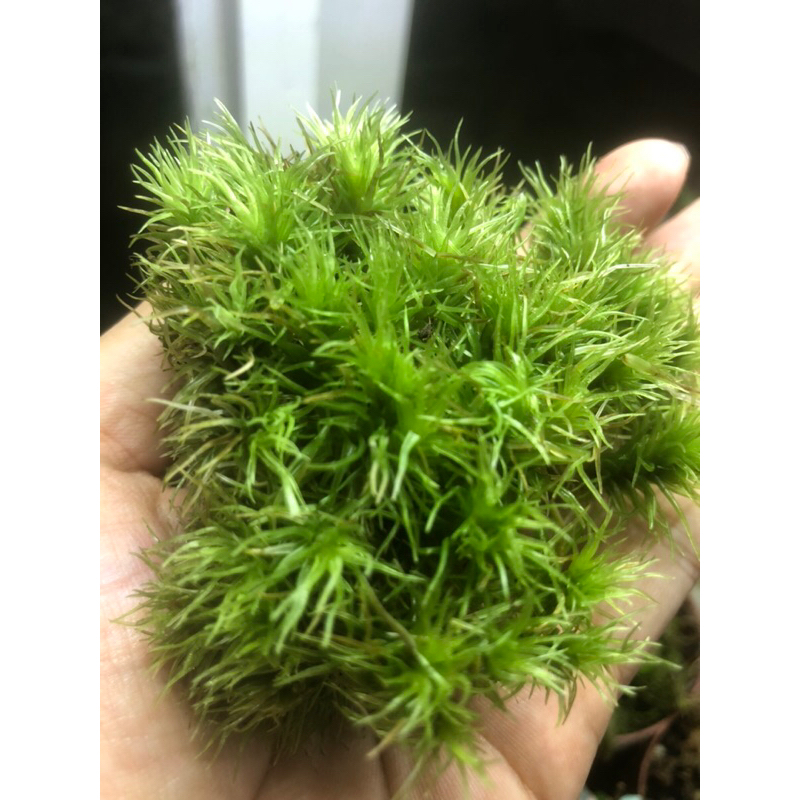 Rêu cỏ mây Gigamoss dùng trang trí tiểu cảnh, trồng bán cạn,terrarium.bonsai