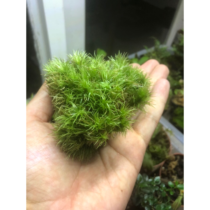 Rêu cỏ mây Gigamoss dùng trang trí tiểu cảnh, trồng bán cạn,terrarium.bonsai