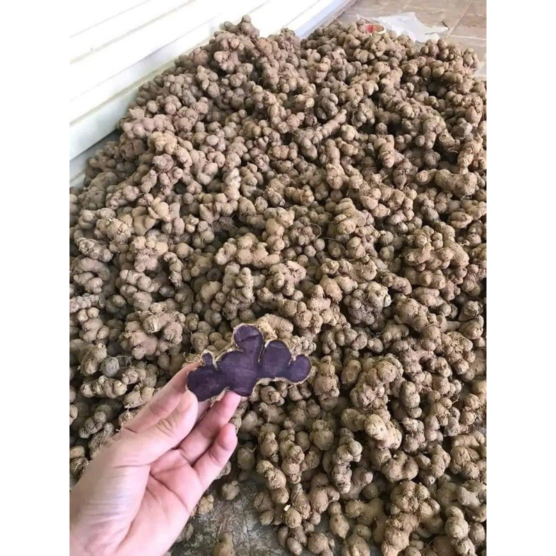 Gừng Đen Lai Châu(Ngải Đen Ngải Tím )Loại lâu năm nhiều dược chất không pha trộn 100% 500gr-1kg