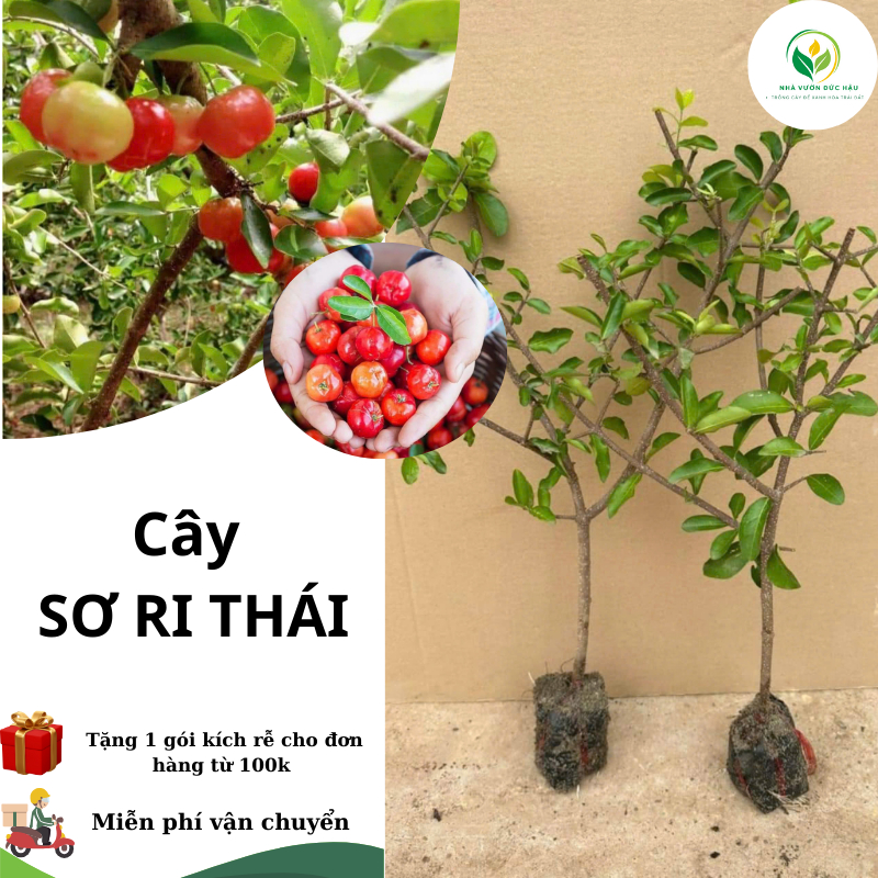 Cây Sơ ri thái ngọt, siêu trái - cây ăn quả ( có thể trồng chậu ...