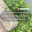 Hạt lúa mạch hữu cơ Markal/Sottolestelle Pearl Barley