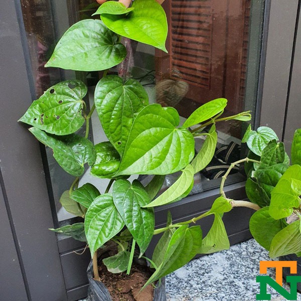 Cây Trầu Không Cây Giống Khỏe Mạnh KVT - Hạt Giống CANH NÔNG