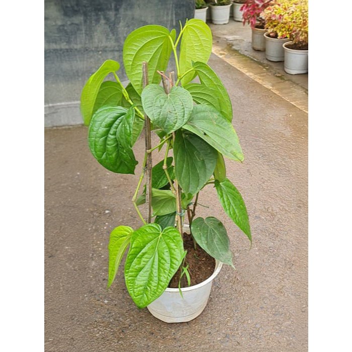 Cây Trầu Không Cây Giống Khỏe Mạnh KVT - Hạt Giống CANH NÔNG
