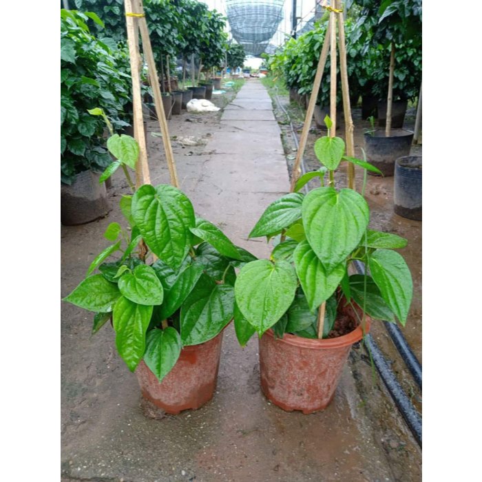 Cây Trầu Không Cây Giống Khỏe Mạnh KVT - Hạt Giống CANH NÔNG