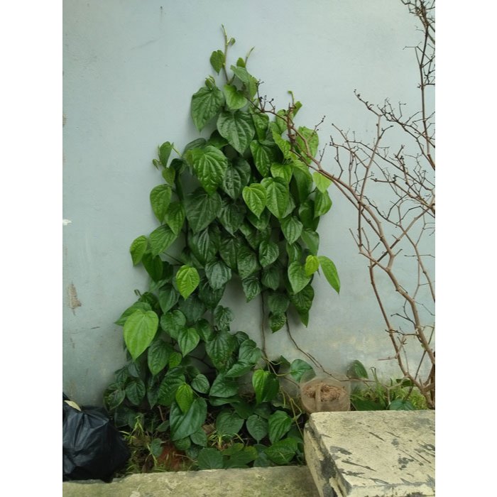 Cây Trầu Không Cây Giống Khỏe Mạnh KVT - Hạt Giống CANH NÔNG