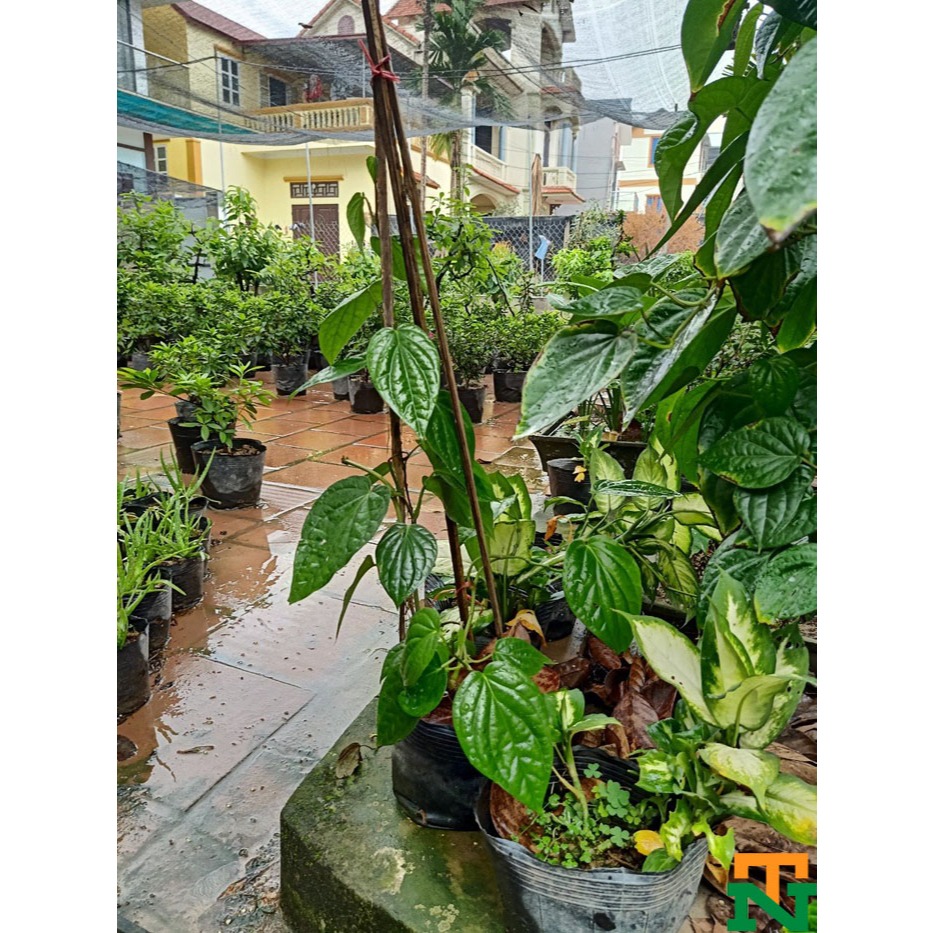 Cây Trầu Không Cây Giống Khỏe Mạnh KVT - Hạt Giống CANH NÔNG