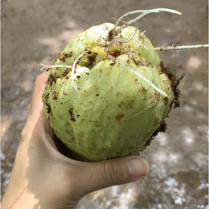 Quả Su Su Giống Đã Nứt Nanh (Cam Kết Củ Già Đã Có Rễ) KVT - Hạt Giống CANH NÔNG