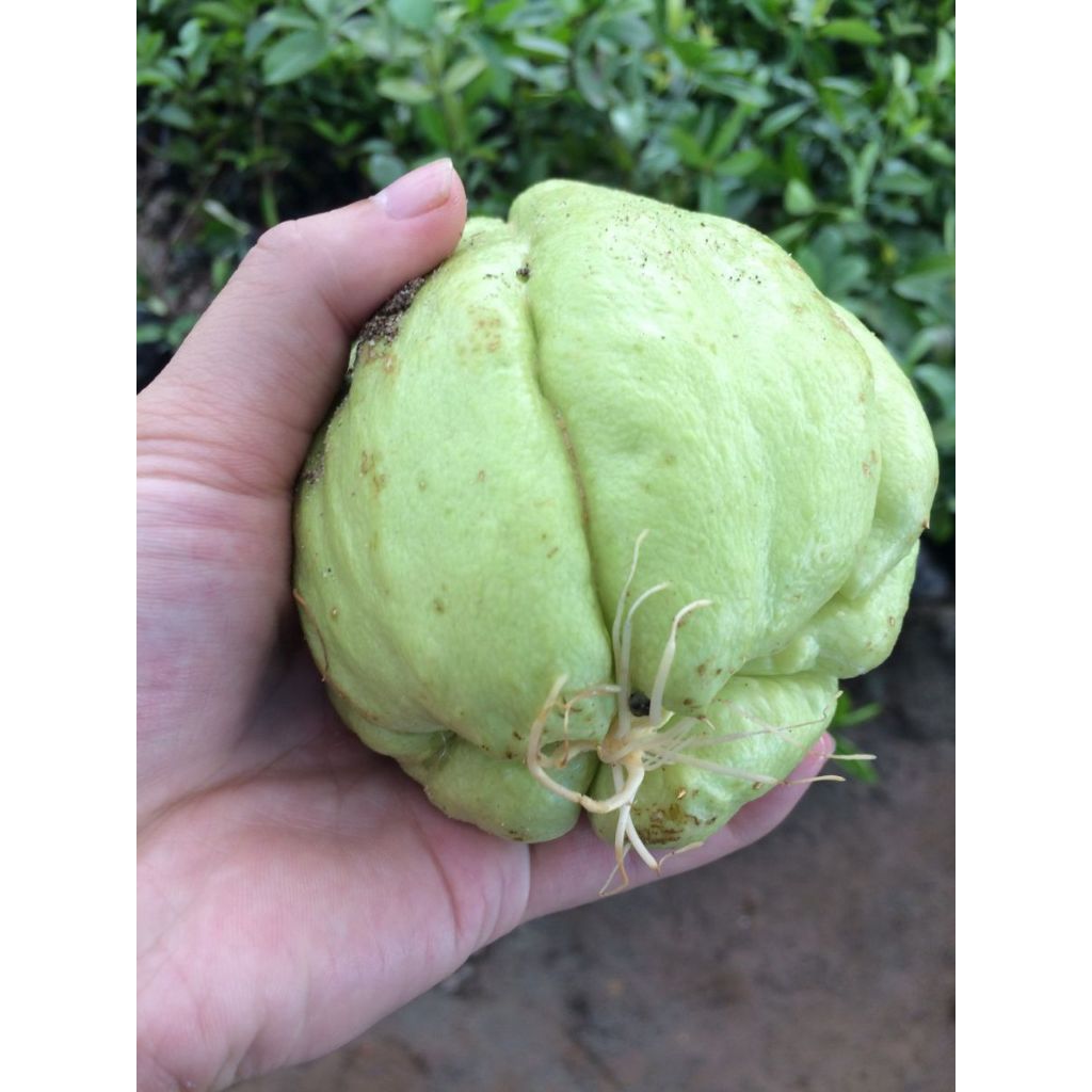 Quả Su Su Giống Đã Nứt Nanh (Cam Kết Củ Già Đã Có Rễ)  KVT - Hạt Giống CANH NÔNG