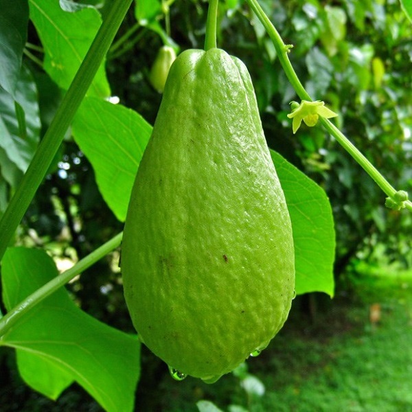 Quả Su Su Giống Đã Nứt Nanh (Cam Kết Củ Già Đã Có Rễ)  KVT - Hạt Giống CANH NÔNG