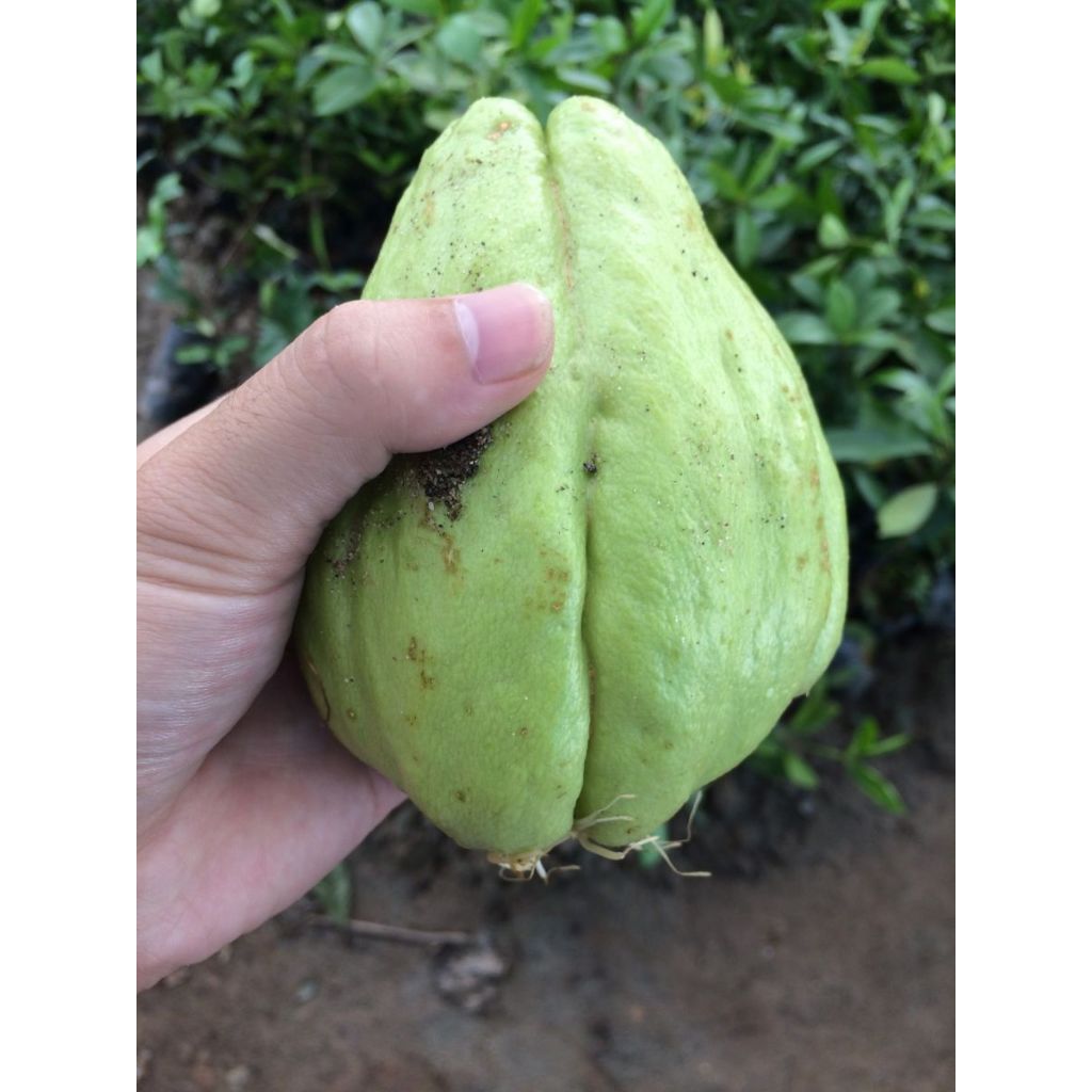 Quả Su Su Giống Đã Nứt Nanh (Cam Kết Củ Già Đã Có Rễ)  KVT - Hạt Giống CANH NÔNG