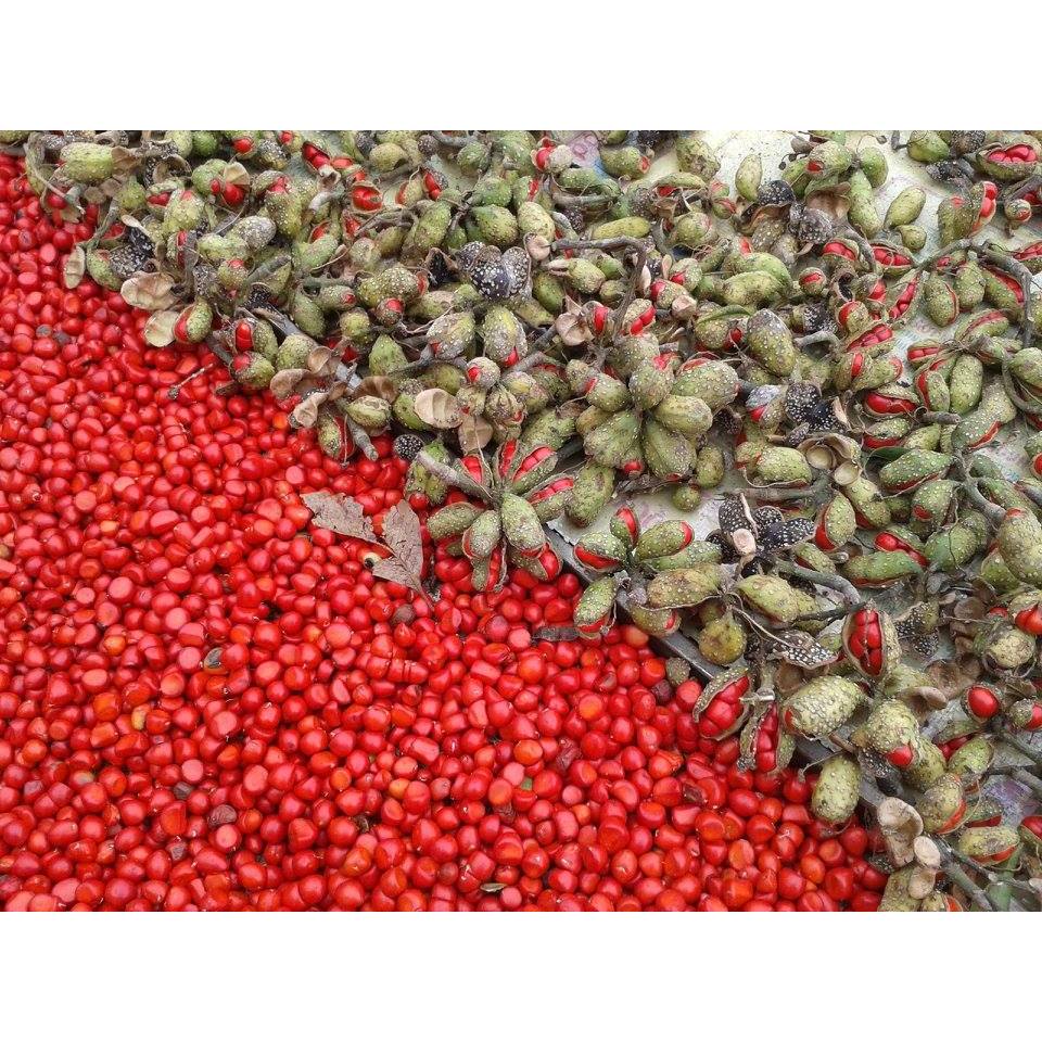 Hạt Dổi Nếp Cổ Thụ Lai Châu Hàng Loại 1 10g/20g/50g/100g