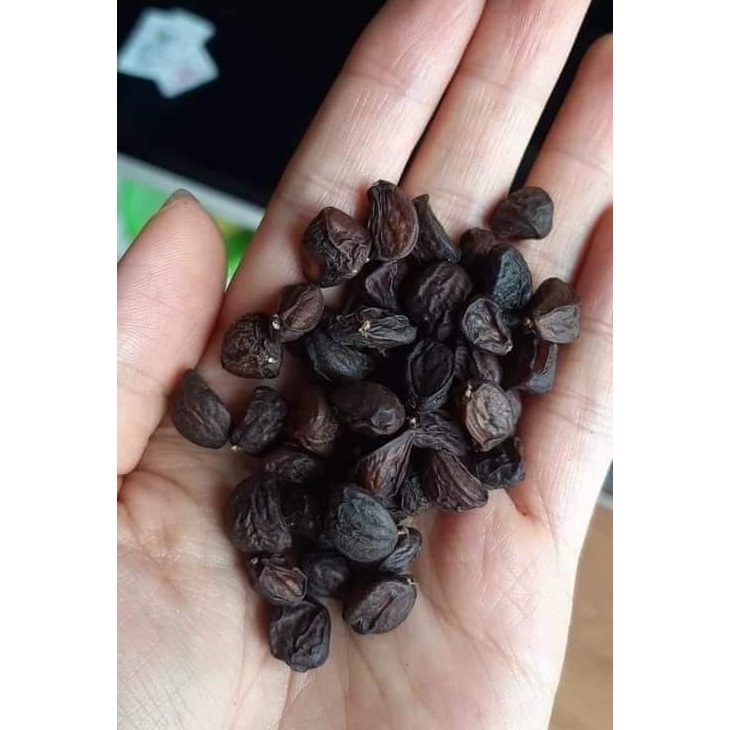 Hạt Dổi Nếp Cổ Thụ Lai Châu Hàng Loại 1 10g/20g/50g/100g