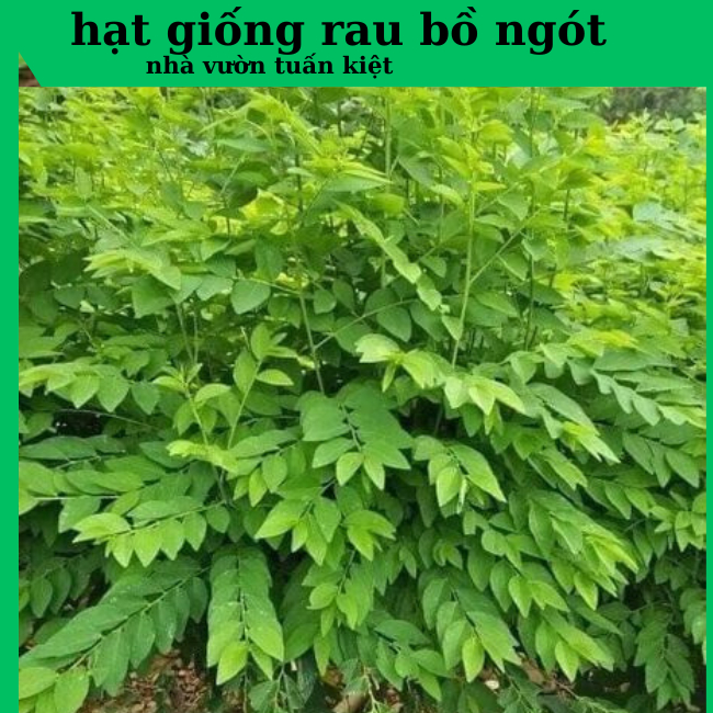 Hạt giống rau ngót mới, dễ trồng, năng suất cao, ngon ngọt - rau củ quả ...