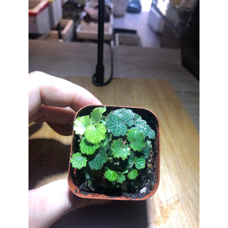 Cây Microbegonia , Thu hải đường mini chơi terrarium , bán cạn