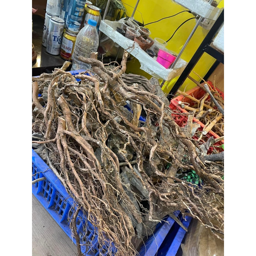 Rễ dương, rễ cây ,lũa rễ rừng trang trí thuỷ sinh,bán cạn, terrarium