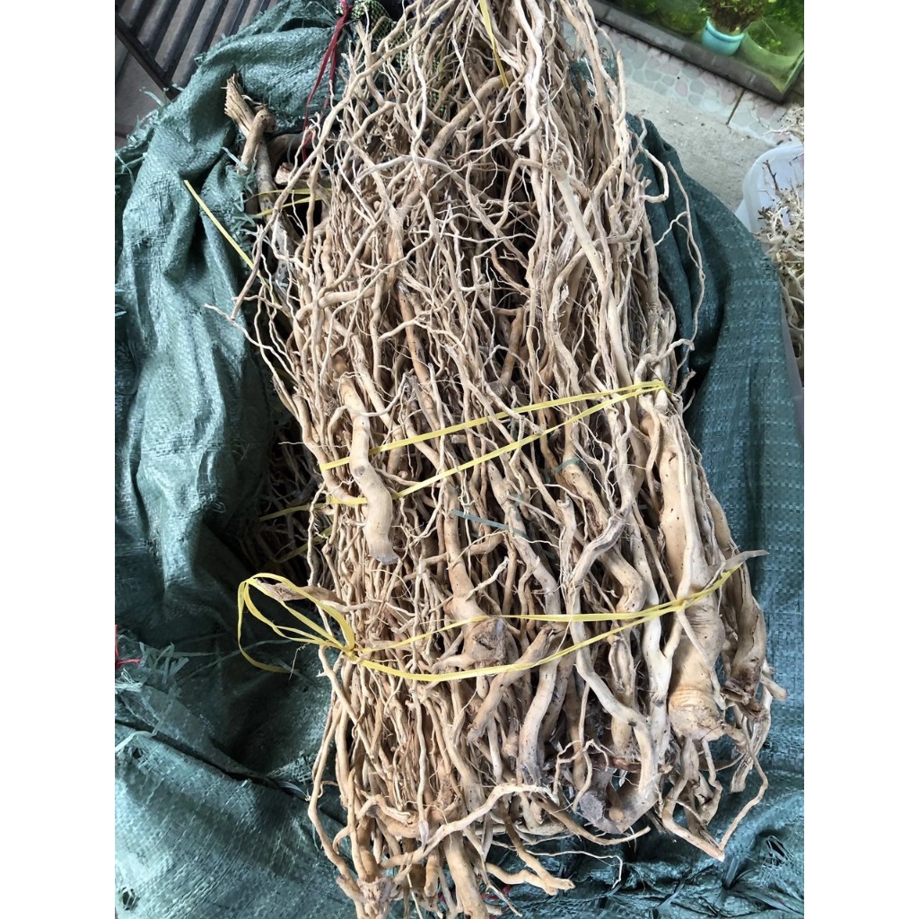 Rễ dương, rễ cây ,lũa rễ rừng trang trí thuỷ sinh,bán cạn, terrarium