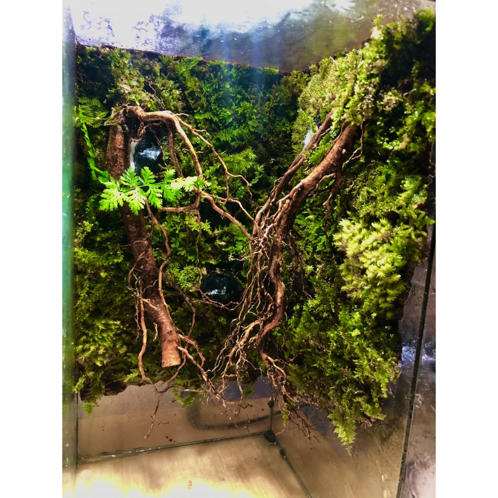 Rễ dương, rễ cây ,lũa rễ rừng trang trí thuỷ sinh,bán cạn, terrarium