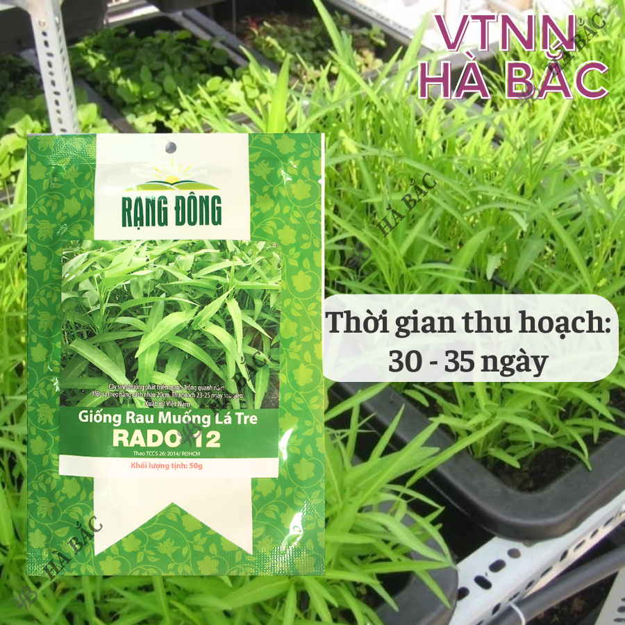 Hạt giống Rau Muống Lá Tre Rado 12 (50g~1200 hạt) dễ trồng, năng suất cao, trồng quanh năm - Nông Nghiệp Hà Bắc