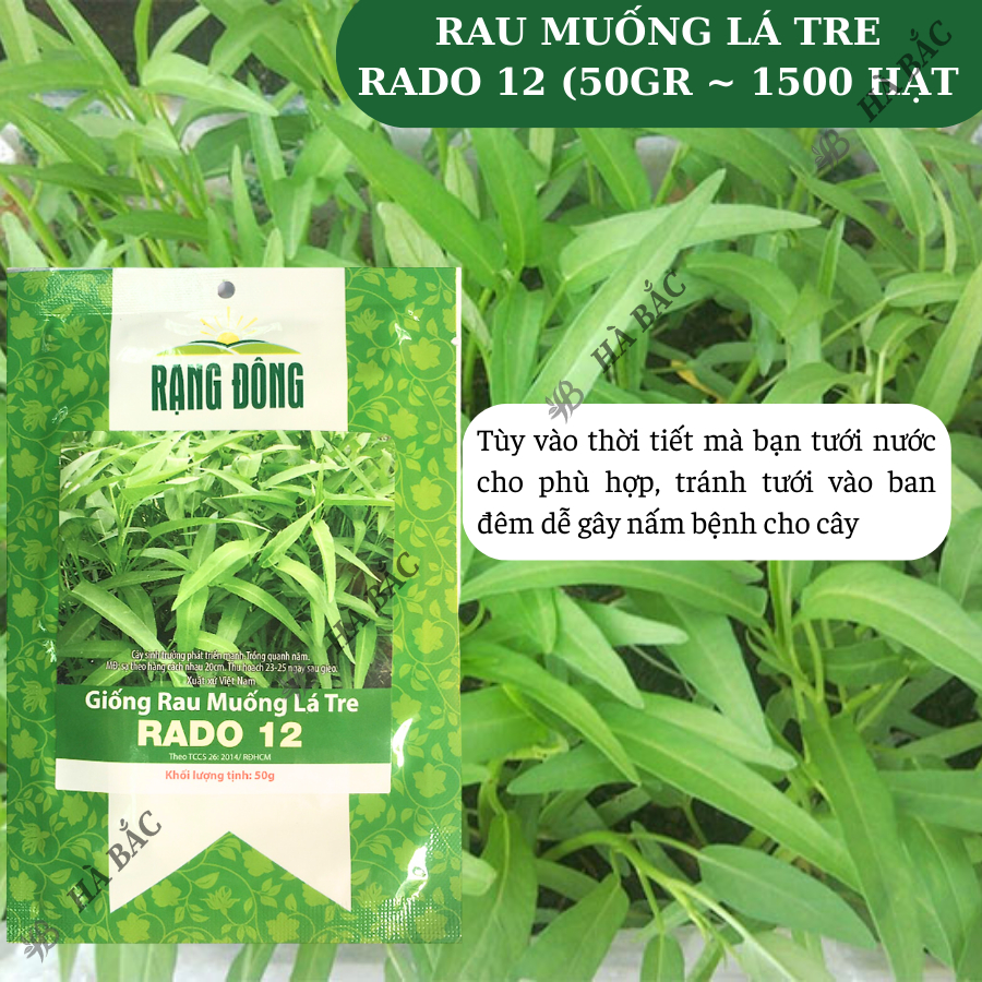 Hạt giống Rau Muống Lá Tre Rado 12 (50g~1200 hạt) dễ trồng, năng suất cao, trồng quanh năm - Nông Nghiệp Hà Bắc