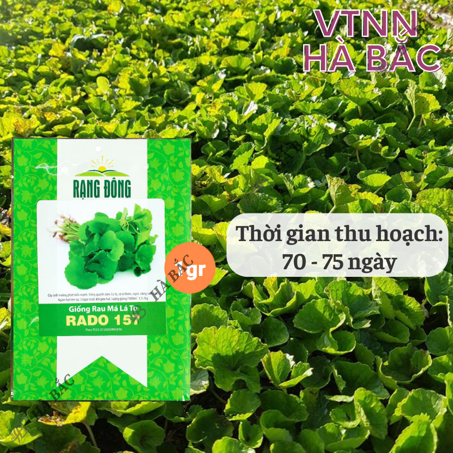 Hạt giống Rau Má Lá Lớn Rado 157 (1gram~500 hạt) sinh trưởng khỏe, trồng quanh năm, năng suất cao - Nông Nghiệp Hà Bắc