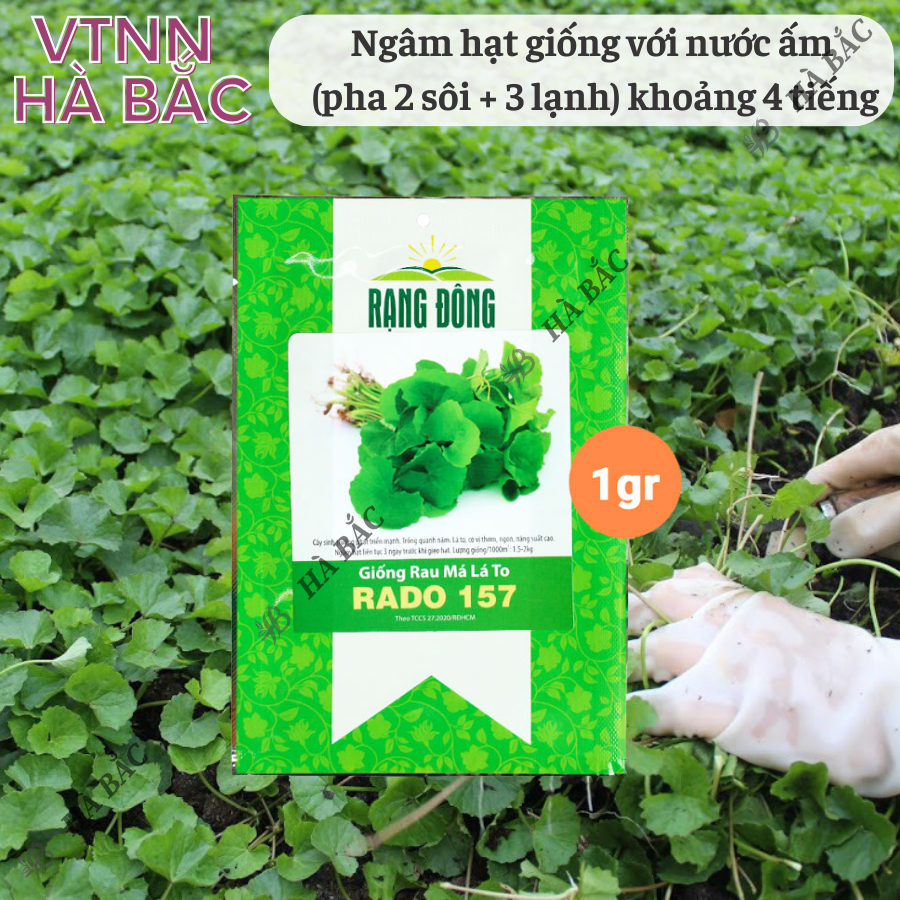 Hạt giống Rau Má Lá Lớn Rado 157 (1gram~500 hạt) sinh trưởng khỏe, trồng quanh năm, năng suất cao - Nông Nghiệp Hà Bắc