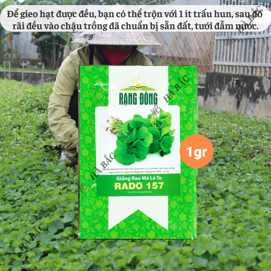 Hạt giống Rau Má Lá Lớn Rado 157 (1gram~500 hạt) sinh trưởng khỏe, trồng quanh năm, năng suất cao - Nông Nghiệp Hà Bắc