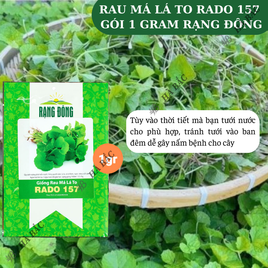 Hạt giống Rau Má Lá Lớn Rado 157 (1gram~500 hạt) sinh trưởng khỏe, trồng quanh năm, năng suất cao - Nông Nghiệp Hà Bắc