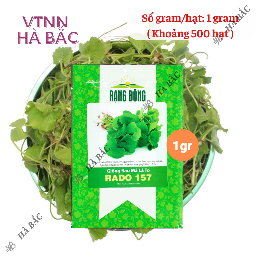 Hạt giống Rau Má Lá Lớn Rado 157 (1gram~500 hạt) sinh trưởng khỏe, trồng quanh năm, năng suất cao - Nông Nghiệp Hà Bắc