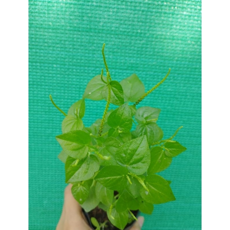 Bầu cây rau Càng Cua giống | Shopee Việt Nam