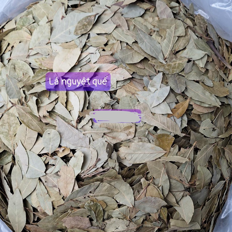 Lá Nguyệt Quế ( Lá Thơm ) Tăng Gia Vị Cho Các Món Ăn