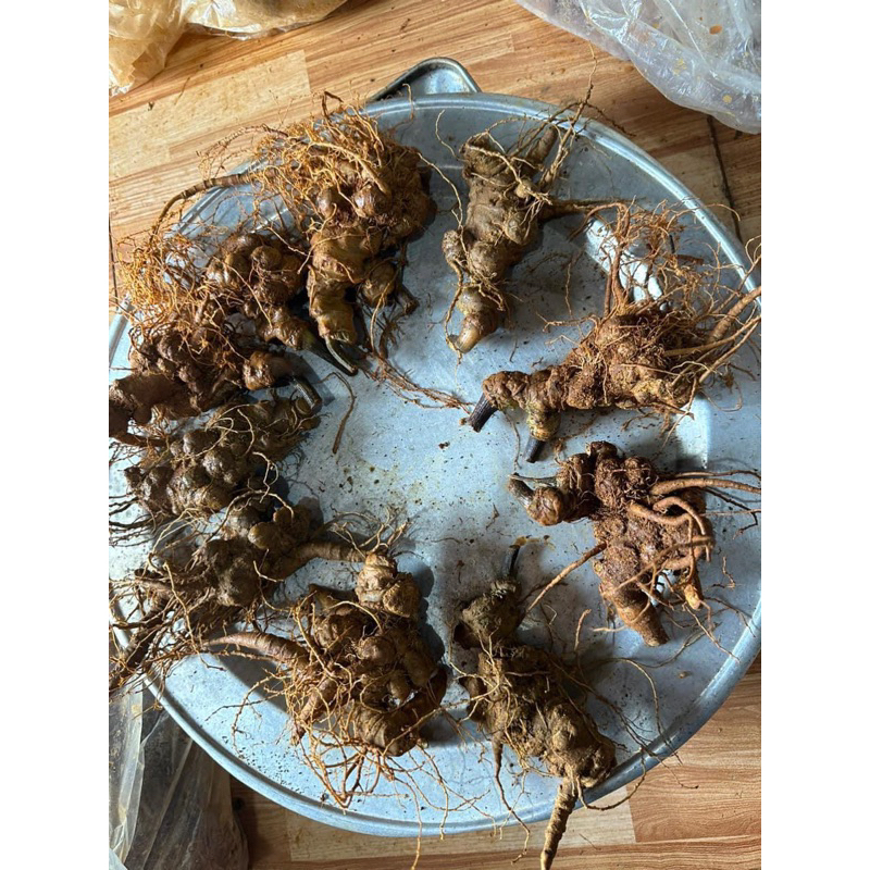 Tam Thất Bắc Tươi ( củ đẹp, nạc ,già thơm ,tam thất vùi rừng 5-9 năm )size 5-15củ 1kg khánh Ngân Tây Bắc