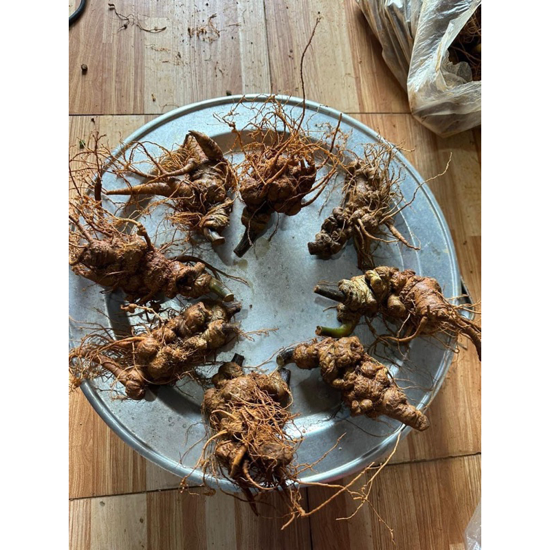 Tam Thất Bắc Tươi ( củ đẹp, nạc ,già thơm ,tam thất vùi rừng 5-9 năm )size 5-15củ 1kg khánh Ngân Tây Bắc