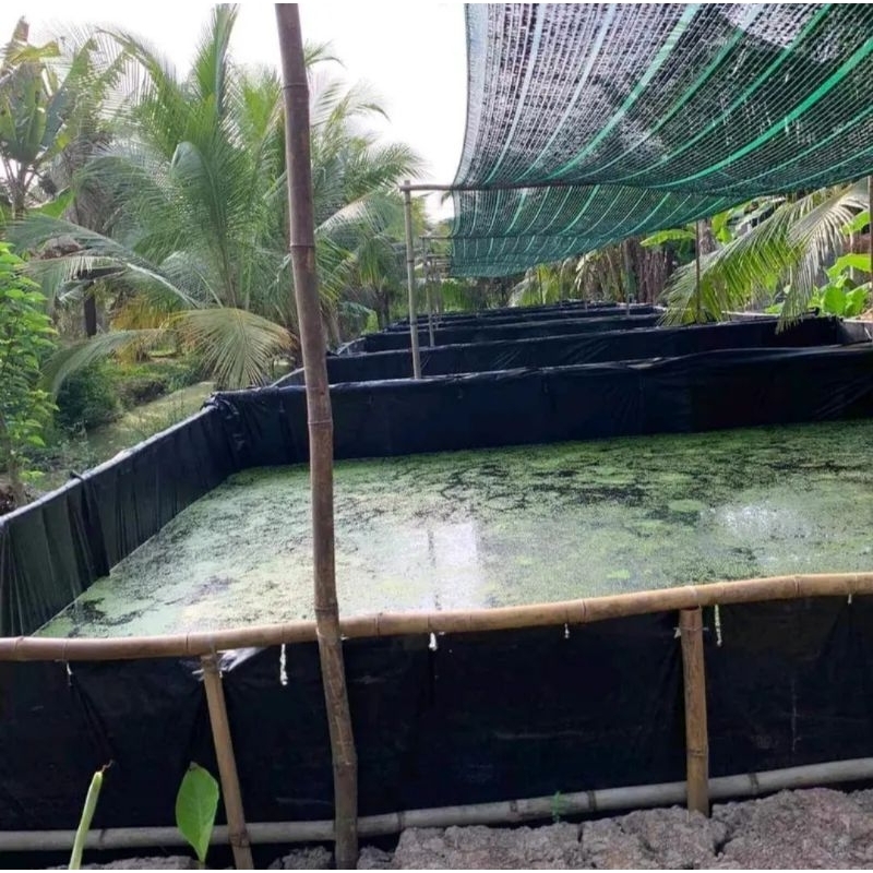 Bể bạt nuôi ốc ếch cá lươn, HDPE Màu đen bền bỉ chắc chắn