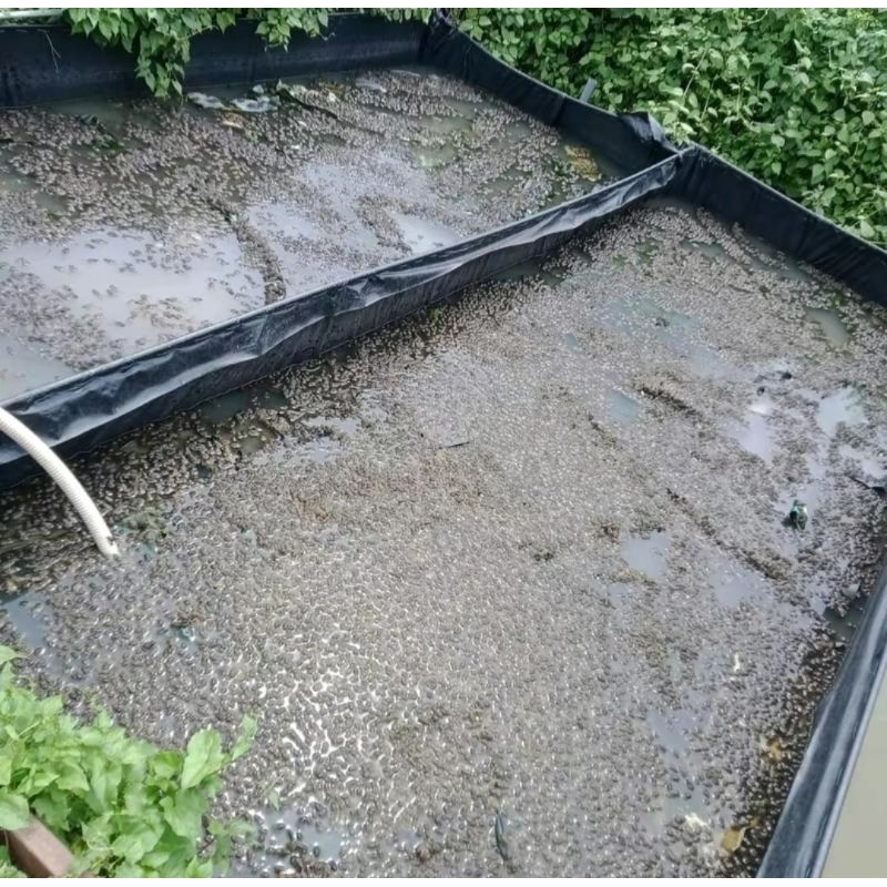 Bể bạt nuôi ốc ếch cá lươn, HDPE Màu đen bền bỉ chắc chắn