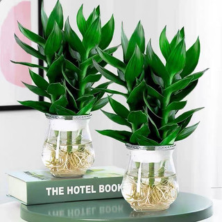 ( Giá dùng thử) Chậu ly thuỷ tinh trồng cây thuỷ sinh dáng loe
