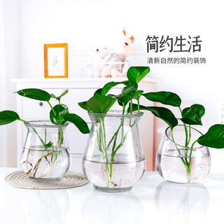 ( Giá dùng thử) Chậu ly thuỷ tinh trồng cây thuỷ sinh dáng loe
