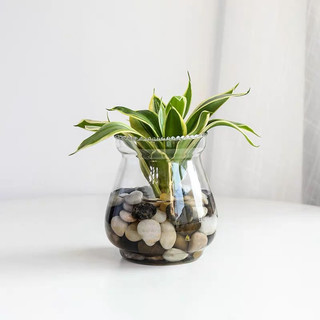 ( Giá dùng thử) Chậu ly thuỷ tinh trồng cây thuỷ sinh dáng loe