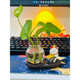 Bình Thuỷ Canh Để Bàn Trang Trí Kèm Tượng Mèo Chiêu Tài, Lọ Thuỷ Sinh Có Đế Và Tượng Decor Thư Giãn