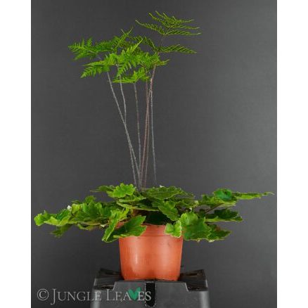 Dương Xỉ Antena Doryopteris cordifolia (Antenna Fern) dương xỉ từ Madagas, Sao Băng cây độc lạ dễ chăm sóc, chậu mềm 5cm