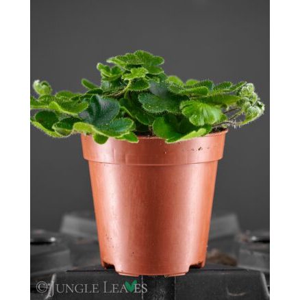 Dương Xỉ Antena Doryopteris cordifolia (Antenna Fern) dương xỉ từ Madagas, Sao Băng cây độc lạ dễ chăm sóc, chậu mềm 5cm