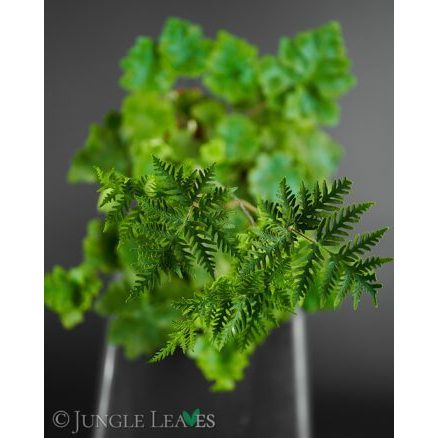 Dương Xỉ Antena Doryopteris cordifolia (Antenna Fern) dương xỉ từ Madagas, Sao Băng cây độc lạ dễ chăm sóc, chậu mềm 5cm