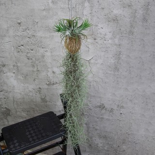 Nhà Thương Cây - CÂY KHÔNG KHÍ