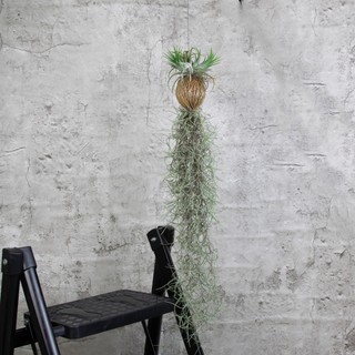 Nhà Thương Cây - CÂY KHÔNG KHÍ