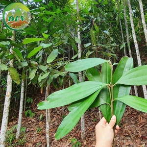 Combo Cây quế giống; Cây quế Yên Bái (THẬT như ẢNH và VIDEO, giá gốc tại vườn ươm )