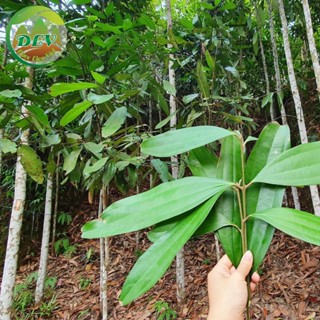 [Video thật] Combo Cây quế giống; Cây quế Yên Bái (THẬT như ẢNH và VIDEO, giá gốc tại vườn ươm )