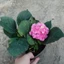 Cây cẩm tú cầu nhật đang hoa - cây cảnh để bàn